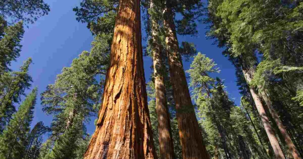 Young Giant Sequoia Tree